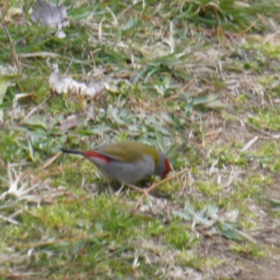 Neochmia temporalis (Red-browed Finch) at Isaacs, ACT - 9 Sep 2017 by Mike