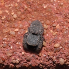 Simaethula sp. (genus) (A jumping spider) at ANBG - 6 Sep 2019 by TimL