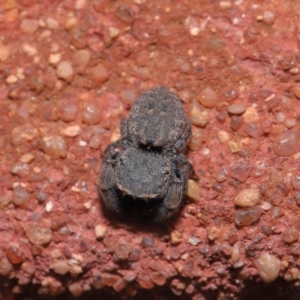 Simaethula sp. (genus) at Hackett, ACT - 6 Sep 2019