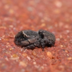 Simaethula sp. (genus) at Hackett, ACT - 6 Sep 2019