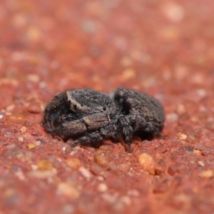 Simaethula sp. (genus) at Hackett, ACT - 6 Sep 2019