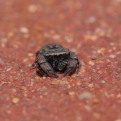 Simaethula sp. (genus) at Hackett, ACT - 6 Sep 2019