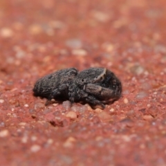 Simaethula sp. (genus) at Hackett, ACT - 6 Sep 2019