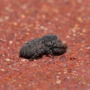 Simaethula sp. (genus) at Hackett, ACT - 6 Sep 2019