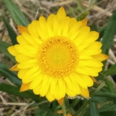 Xerochrysum bracteatum (Golden Everlasting) at Wingecarribee Local Government Area - 31 Aug 2019 by Echidna