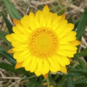 Xerochrysum bracteatum at Bargo River State Conservation Area - 31 Aug 2019