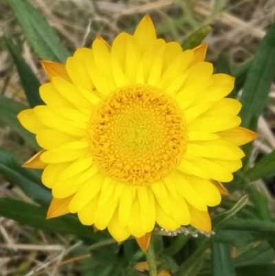 Xerochrysum bracteatum (Golden Everlasting) at Wingecarribee Local Government Area - 31 Aug 2019 by Echidna
