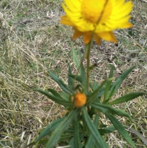 Xerochrysum bracteatum at Bargo River State Conservation Area - 31 Aug 2019