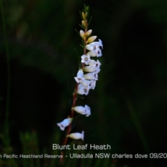 Epacris obtusifolia (Blunt-leaf Heath) at Ulladulla, NSW - 29 Aug 2019 by CharlesDove