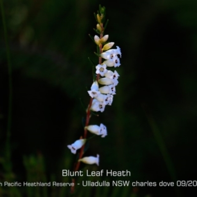 Epacris obtusifolia (Blunt-leaf Heath) at South Pacific Heathland Reserve - 28 Aug 2019 by Charles Dove