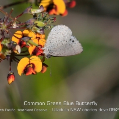 Zizina otis (Common Grass-Blue) at Ulladulla, NSW - 28 Aug 2019 by Charles Dove