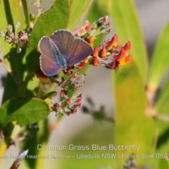 Zizina otis at Ulladulla, NSW - 29 Aug 2019