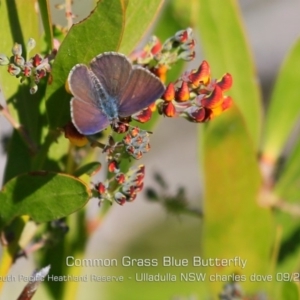 Zizina otis at Ulladulla, NSW - 29 Aug 2019