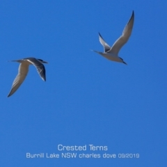 Thalasseus bergii (Crested Tern) at Dolphin Point, NSW - 28 Aug 2019 by Charles Dove