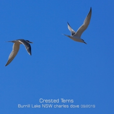 Thalasseus bergii (Crested Tern) at Wairo Beach and Dolphin Point - 28 Aug 2019 by Charles Dove