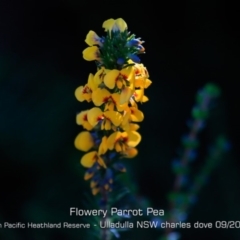 Dillwynia floribunda (Flowery parrot-pea, Showy parrot-pea) at South Pacific Heathland Reserve - 28 Aug 2019 by CharlesDove