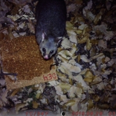 Trichosurus vulpecula (Common Brushtail Possum) at Australian National University - 27 Aug 2019 by gussymutton