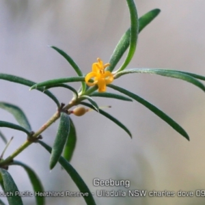 Persoonia mollis subsp. caleyi at Ulladulla, NSW - 29 Aug 2019 12:00 AM