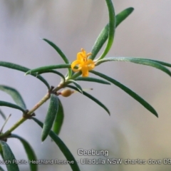 Persoonia mollis subsp. caleyi (Geebung) at South Pacific Heathland Reserve - 28 Aug 2019 by Charles Dove