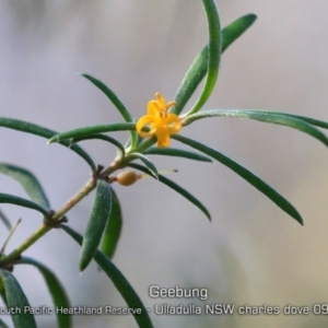 Persoonia mollis subsp. caleyi at Ulladulla, NSW - 29 Aug 2019
