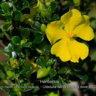 Hibbertia circumdans (Hibbertia circumdans) at South Pacific Heathland Reserve - 28 Aug 2019 by Charles Dove