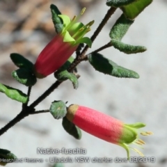Correa reflexa (Common Correa, Native Fuchsia) at South Pacific Heathland Reserve - 28 Aug 2019 by CharlesDove