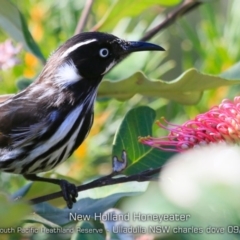 Phylidonyris novaehollandiae (New Holland Honeyeater) at South Pacific Heathland Reserve - 29 Aug 2019 by CharlesDove