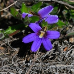 Scaevola ramosissima (Hairy Fan-flower) at Ulladulla, NSW - 28 Aug 2019 by Charles Dove