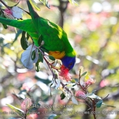 Trichoglossus moluccanus (Rainbow Lorikeet) at Ulladulla, NSW - 28 Aug 2019 by CharlesDove