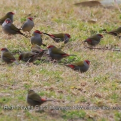 Neochmia temporalis (Red-browed Finch) at Mollymook Beach, NSW - 28 Aug 2019 by Charles Dove
