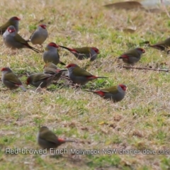 Neochmia temporalis (Red-browed Finch) at Mollymook Beach, NSW - 29 Aug 2019 by CharlesDove