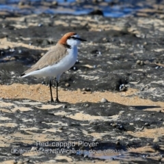 Charadrius ruficapillus (Red-capped Plover) at Wairo Beach and Dolphin Point - 28 Aug 2019 by Charles Dove