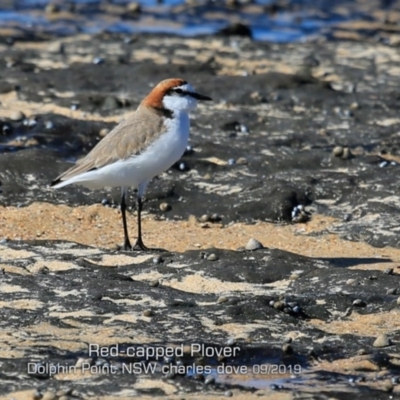 Anarhynchus ruficapillus (Red-capped Plover) at Dolphin Point, NSW - 28 Aug 2019 by Charles Dove