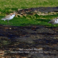 Anarhynchus ruficapillus at Dolphin Point, NSW - 29 Aug 2019