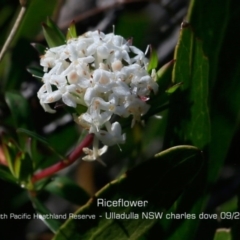 Pimelea linifolia subsp. linifolia (Queen of the Bush, Slender Rice-flower) at South Pacific Heathland Reserve - 28 Aug 2019 by Charles Dove