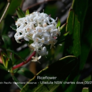 Pimelea linifolia subsp. linifolia at Ulladulla, NSW - 29 Aug 2019