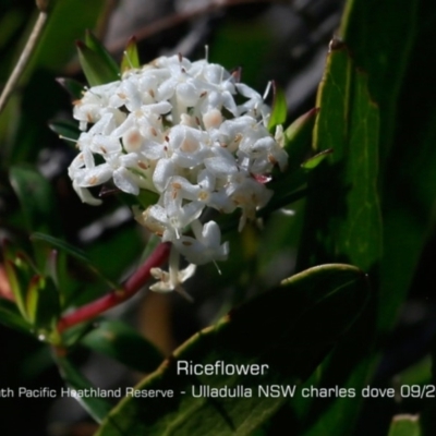 Pimelea linifolia subsp. linifolia (Queen of the Bush, Slender Rice-flower) at South Pacific Heathland Reserve - 28 Aug 2019 by Charles Dove