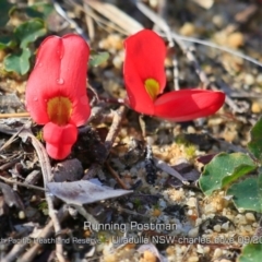 Kennedia prostrata (Running Postman) at South Pacific Heathland Reserve - 28 Aug 2019 by CharlesDove