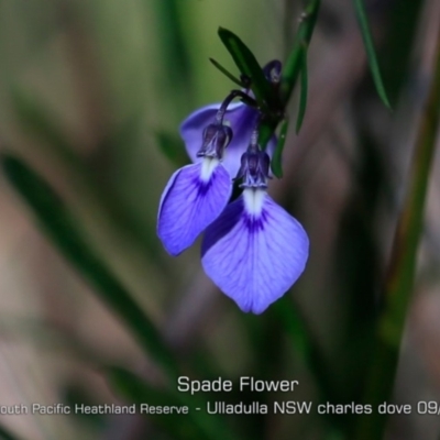 Pigea vernonii (Spade Flower) at Ulladulla, NSW - 29 Aug 2019 by CharlesDove