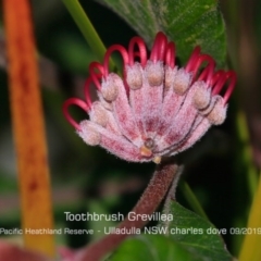 Grevillea macleayana (Jervis Bay Grevillea) at Ulladulla, NSW - 29 Aug 2019 by CharlesDove