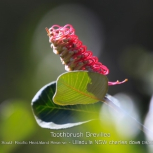 Grevillea macleayana at Ulladulla, NSW - 29 Aug 2019