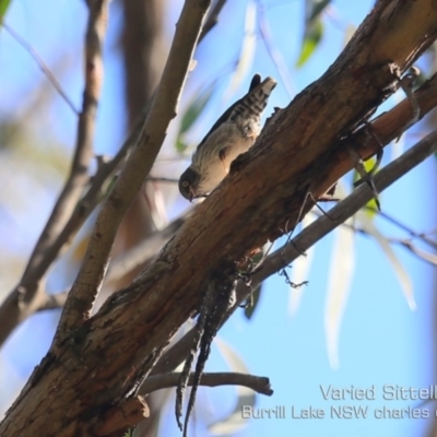 Daphoenositta chrysoptera (Varied Sittella) at Kings Point, NSW - 28 Aug 2019 by Charles Dove