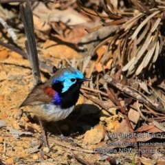 Malurus lamberti (Variegated Fairywren) at South Pacific Heathland Reserve - 29 Aug 2019 by CharlesDove