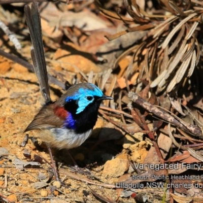 Malurus lamberti (Variegated Fairywren) at South Pacific Heathland Reserve - 28 Aug 2019 by CharlesDove