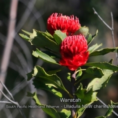 Telopea speciosissima (NSW Waratah) at South Pacific Heathland Reserve - 28 Aug 2019 by CharlesDove