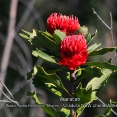 Telopea speciosissima (NSW Waratah) at South Pacific Heathland Reserve - 29 Aug 2019 by CharlesDove