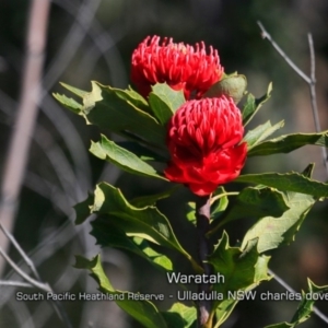 Telopea speciosissima at Ulladulla, NSW - 29 Aug 2019