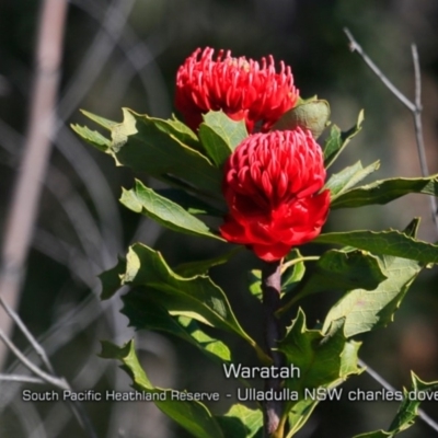 Telopea speciosissima (NSW Waratah) at South Pacific Heathland Reserve - 28 Aug 2019 by CharlesDove