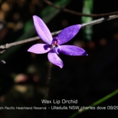 Glossodia minor (Small Wax-lip Orchid) at Ulladulla, NSW - 28 Aug 2019 by CharlesDove