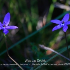 Glossodia minor at Ulladulla, NSW - suppressed